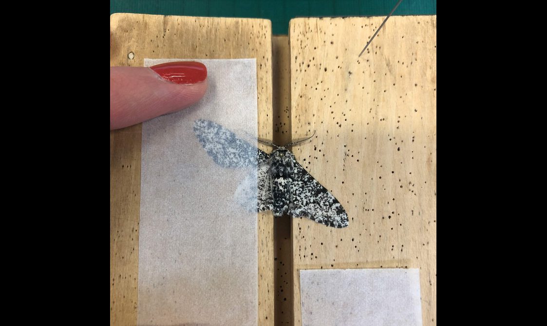 A black and moth specimen with its left wing taped to a wooden board.